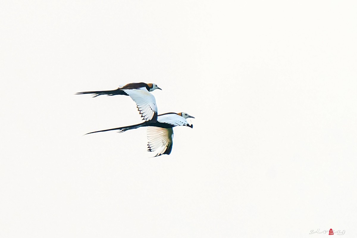 比翼双飞（水凤凰）