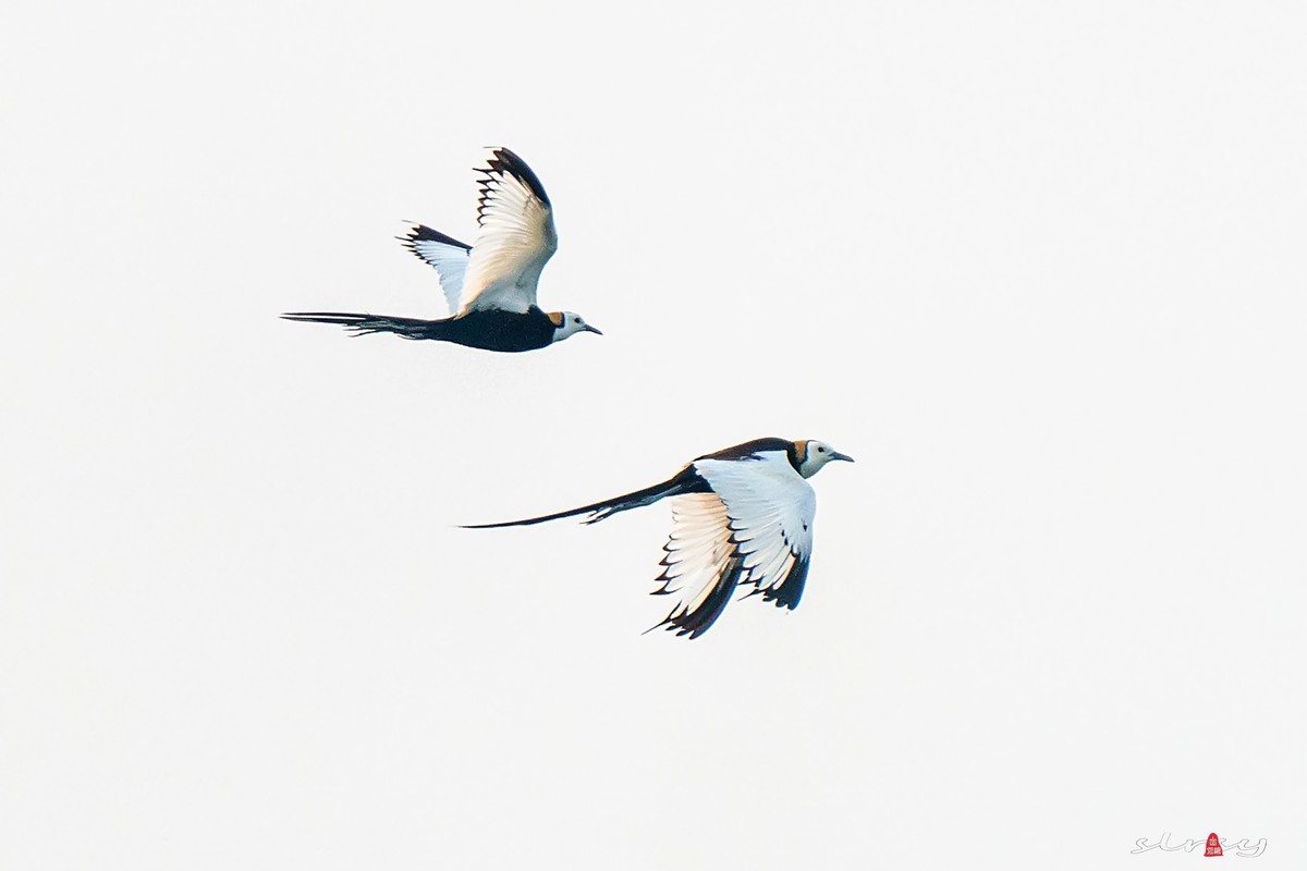 比翼双飞（水凤凰）