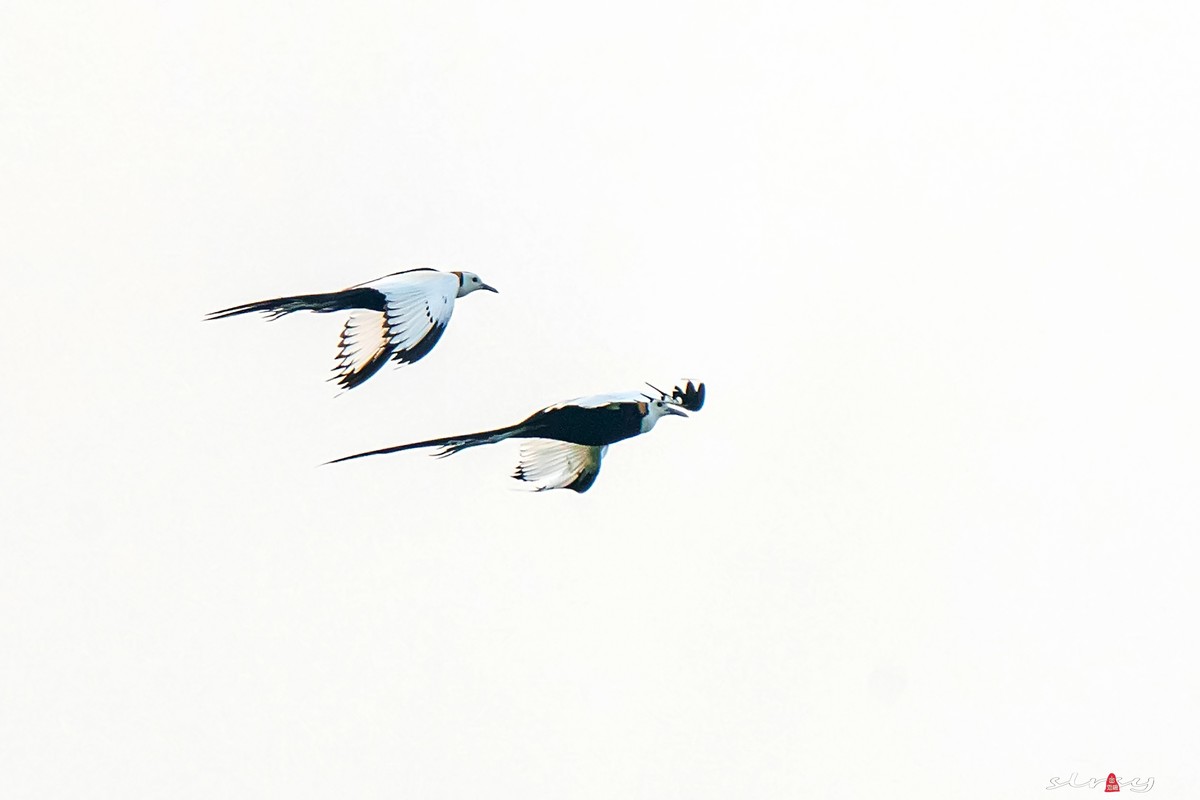 比翼双飞（水凤凰）