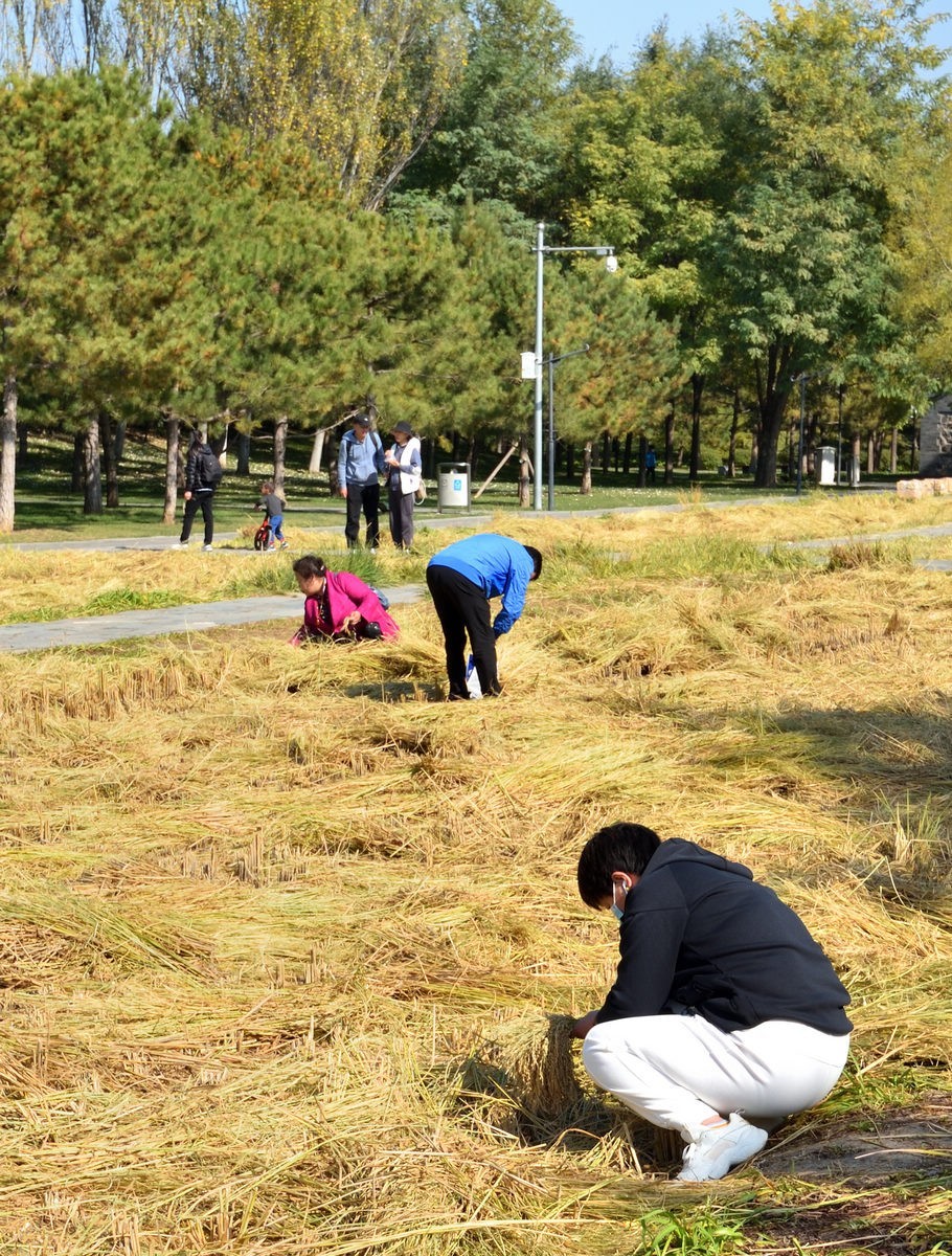 京西玉泉山下稻花飘香    1/3