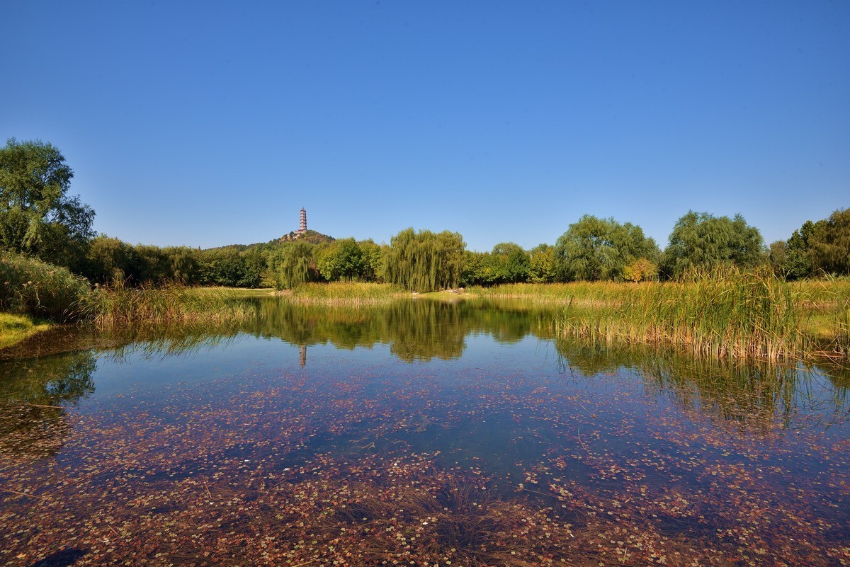 京西玉泉山下稻花飘香    1/3
