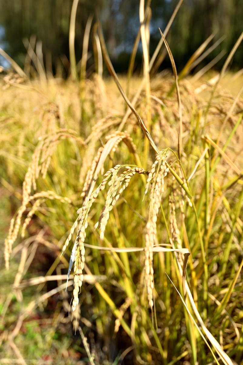 京西玉泉山下稻花飘香    1/3