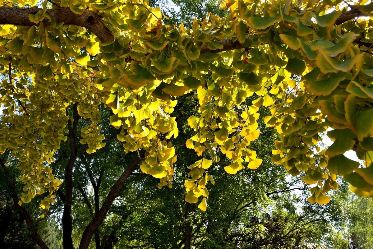 京西玉泉山下稻花飘香    1/3