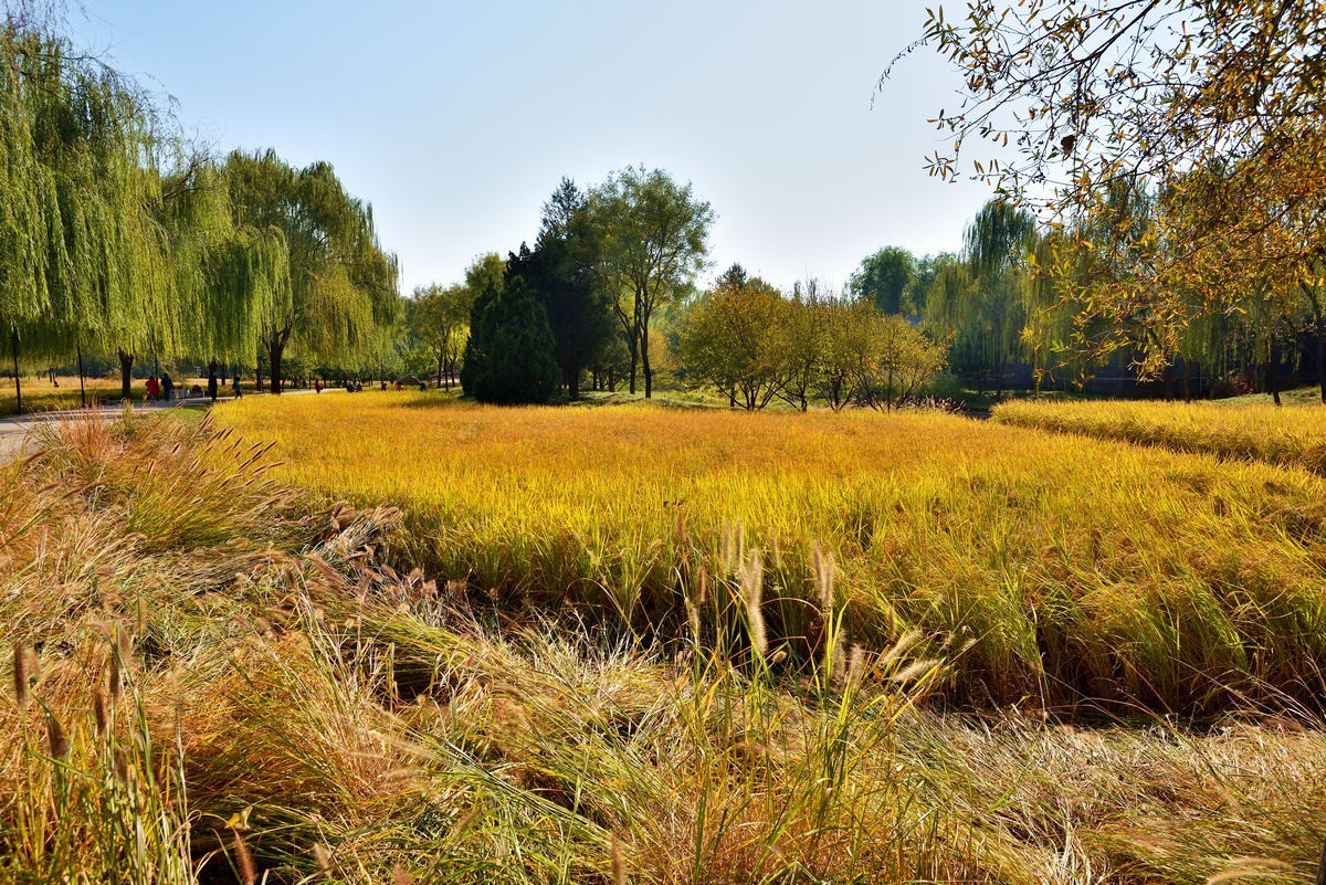 京西玉泉山下稻花飘香    1/3