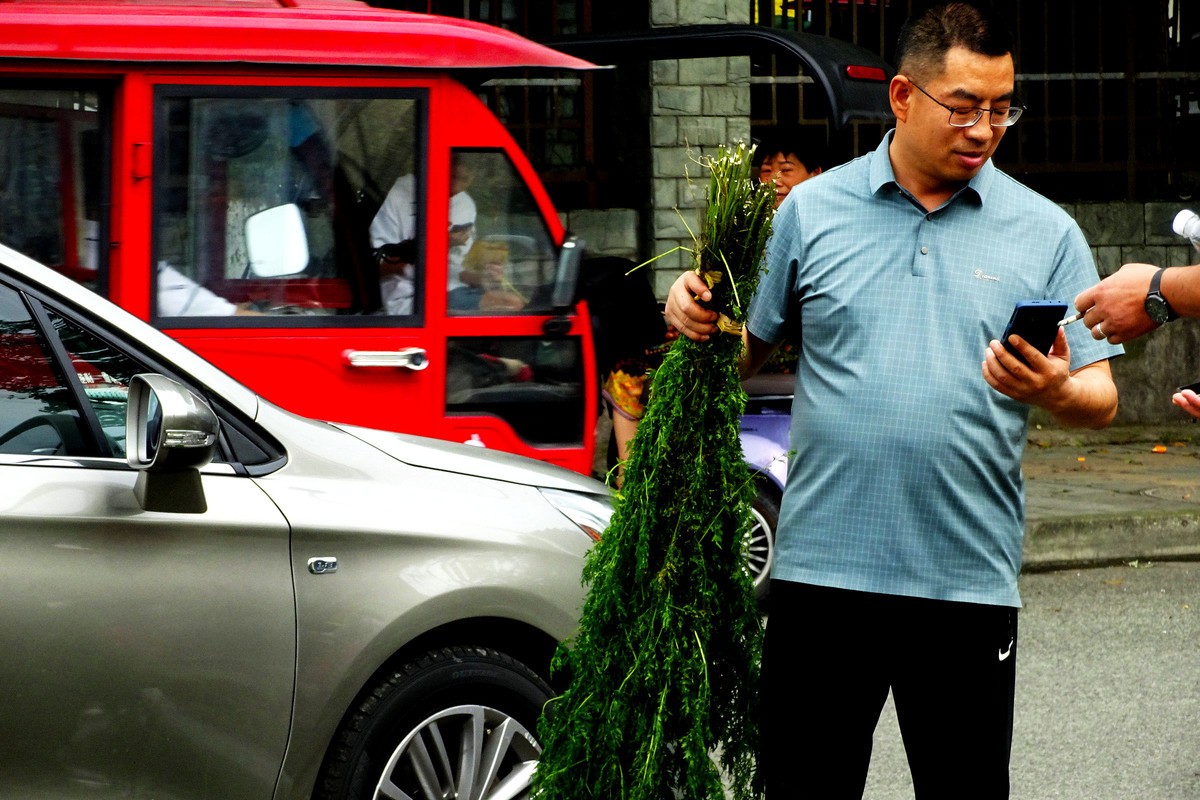 【端午节】青城山药王大道艾叶飘香