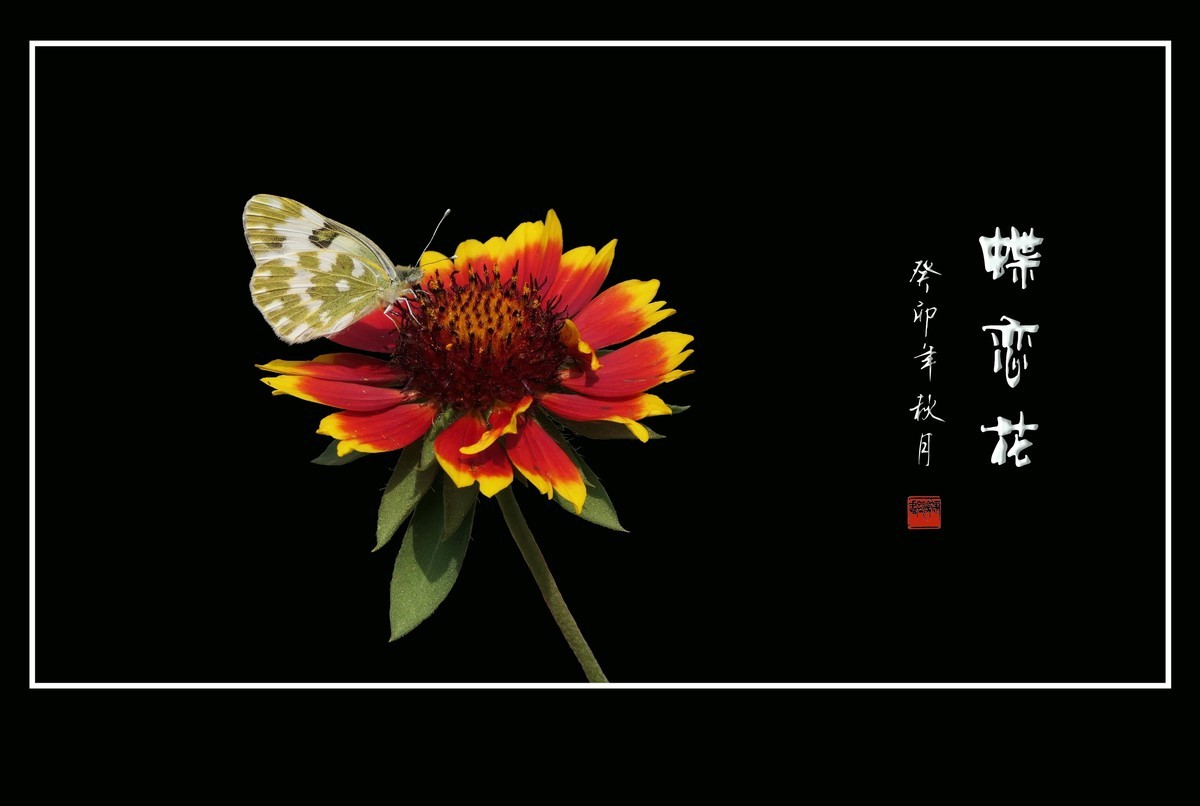 红黄花顶灰白花，天人菊上憩粉蝶