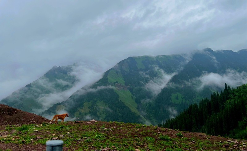 《不老松：纪实摄影》手机片：甘肃、新疆游！（23）唐布拉景区！（2）
