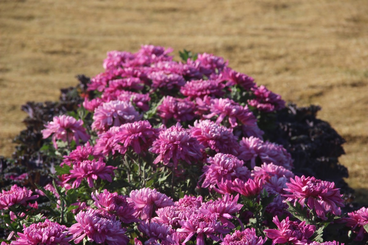 cbd公园赏菊花（3）