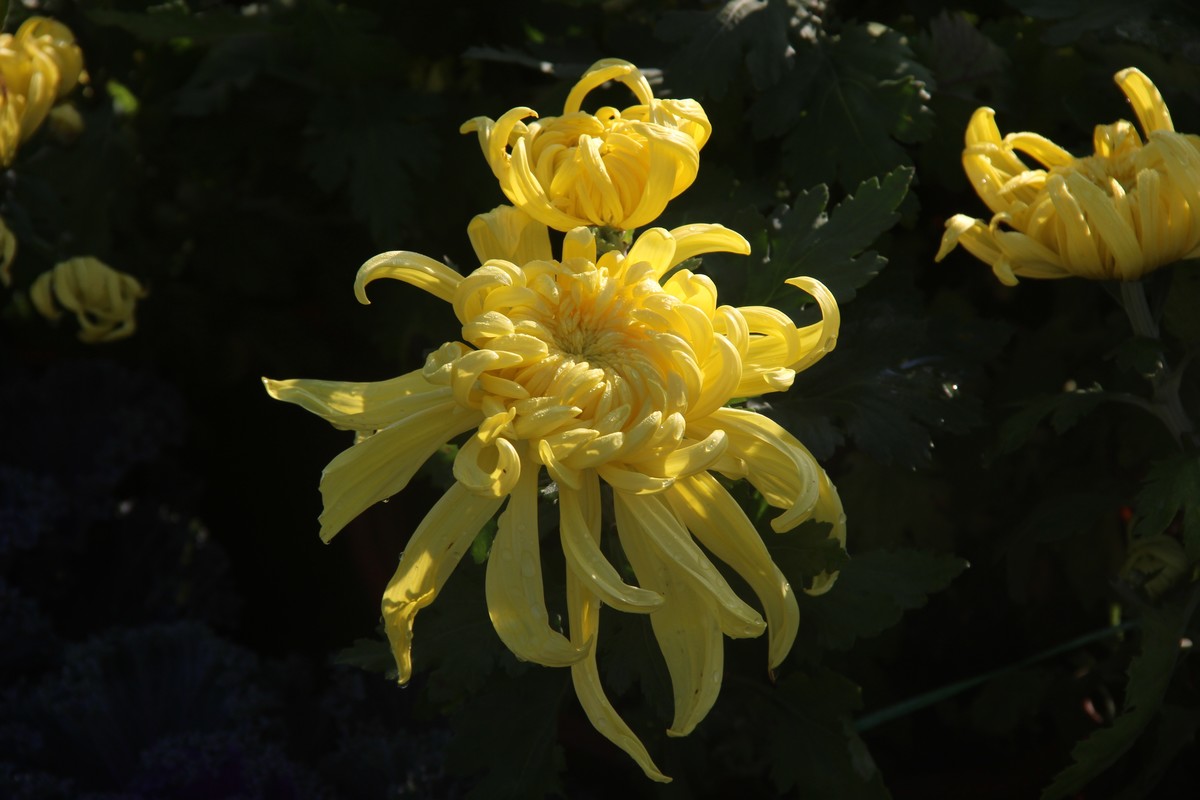 cbd公园赏菊花（3）