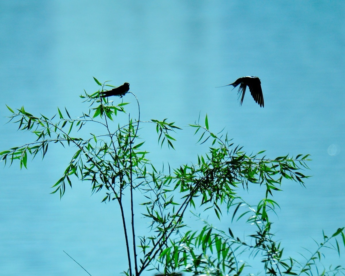 【视觉光影】小燕子（7）