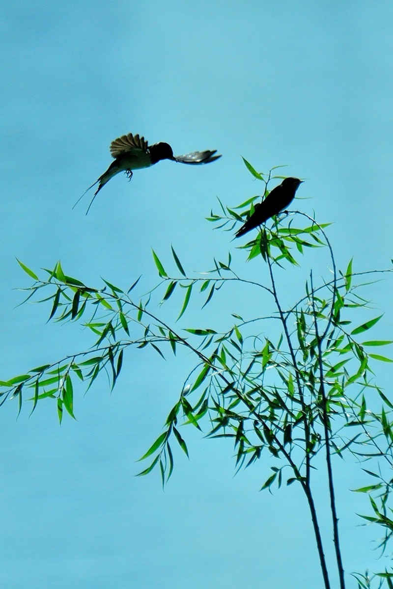 【视觉光影】小燕子（7）