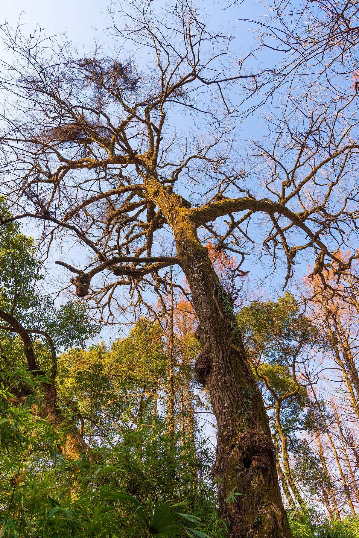 西湖冬景（15）