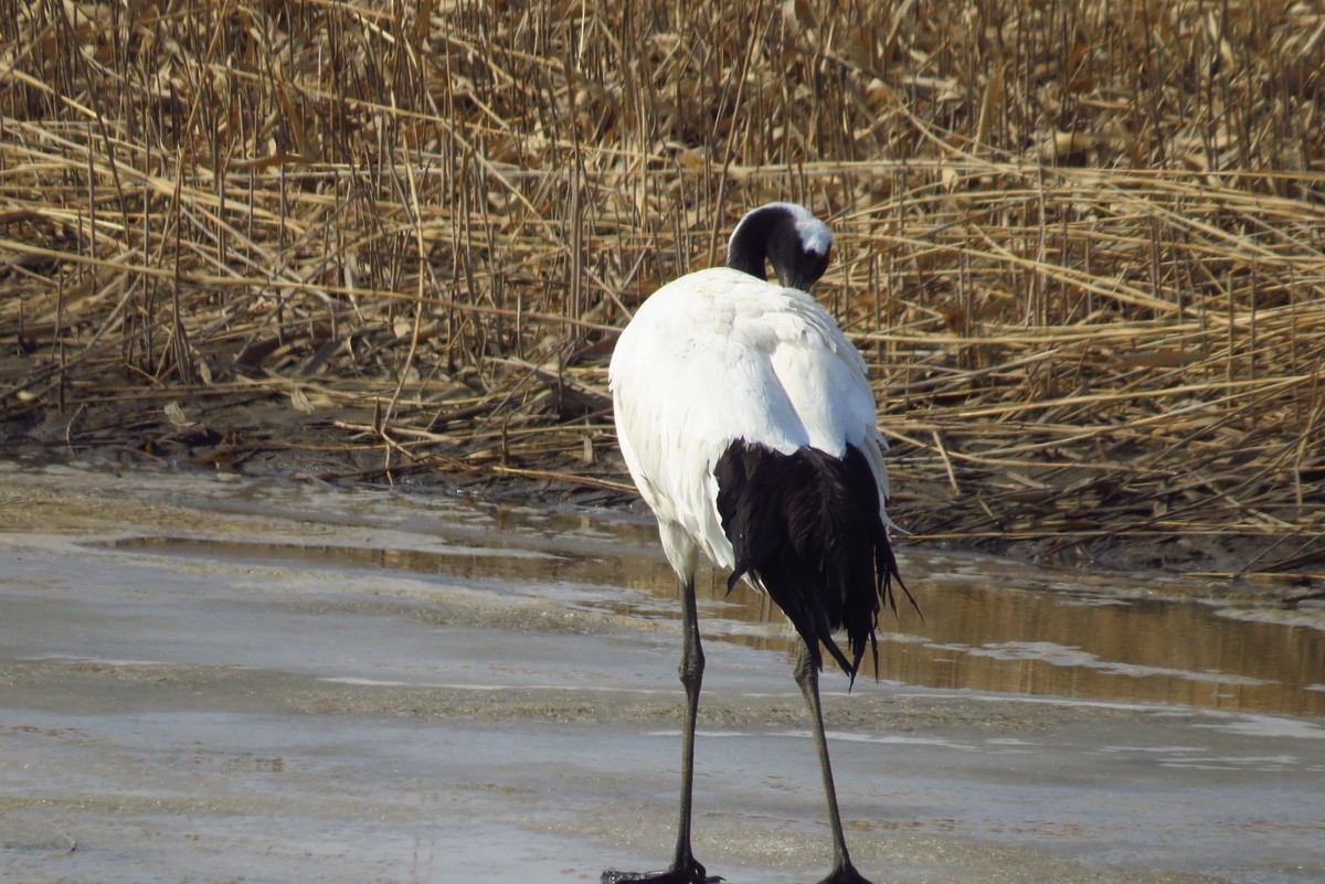 永远角湿地里孤单的丹顶鹤