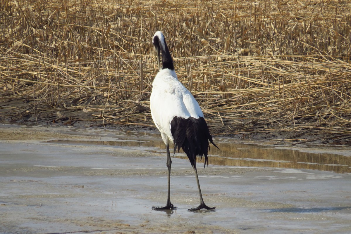 永远角湿地里孤单的丹顶鹤