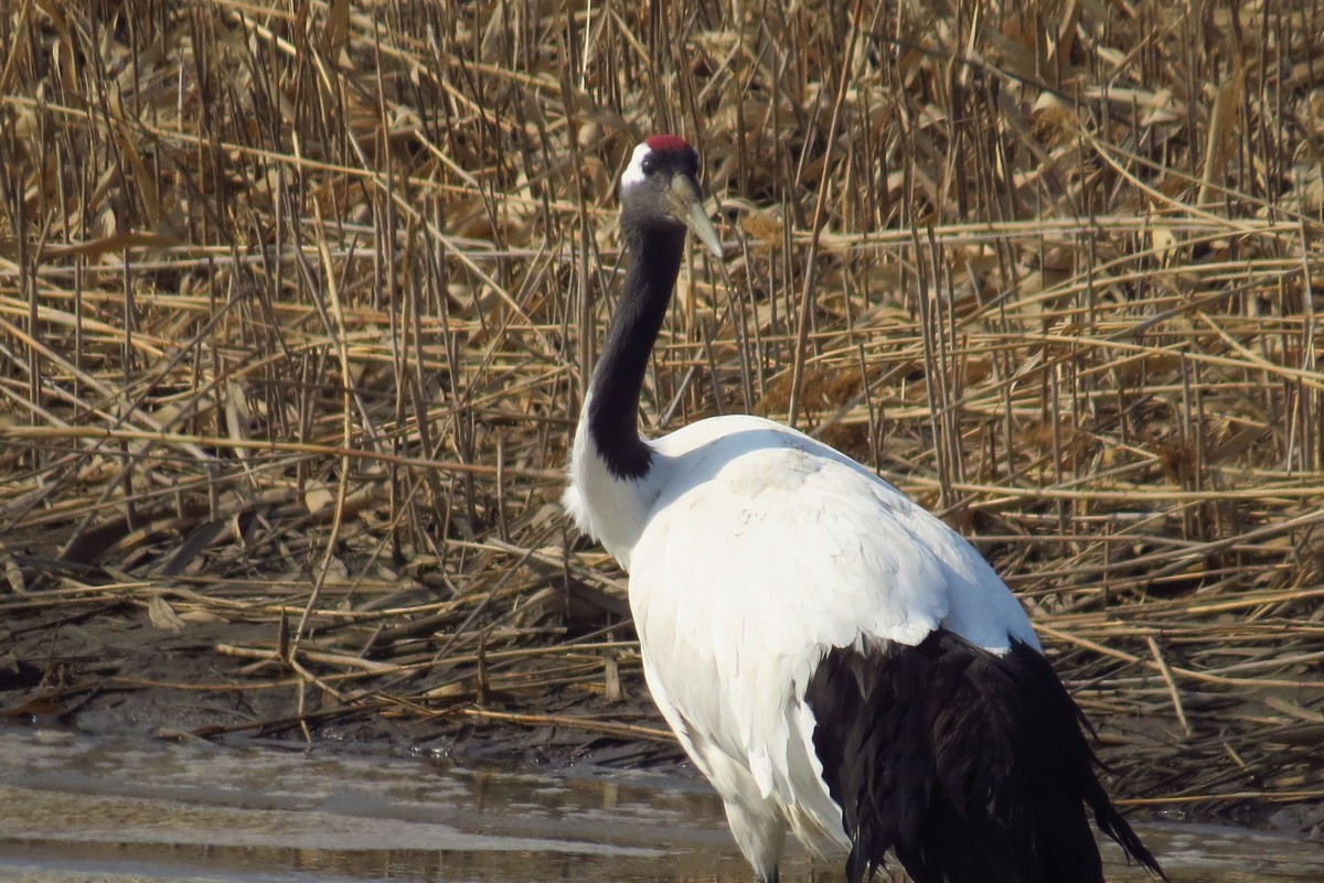 永远角湿地里孤单的丹顶鹤