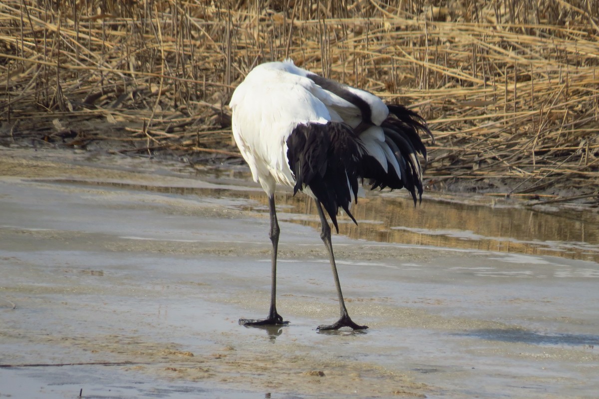 永远角湿地里孤单的丹顶鹤
