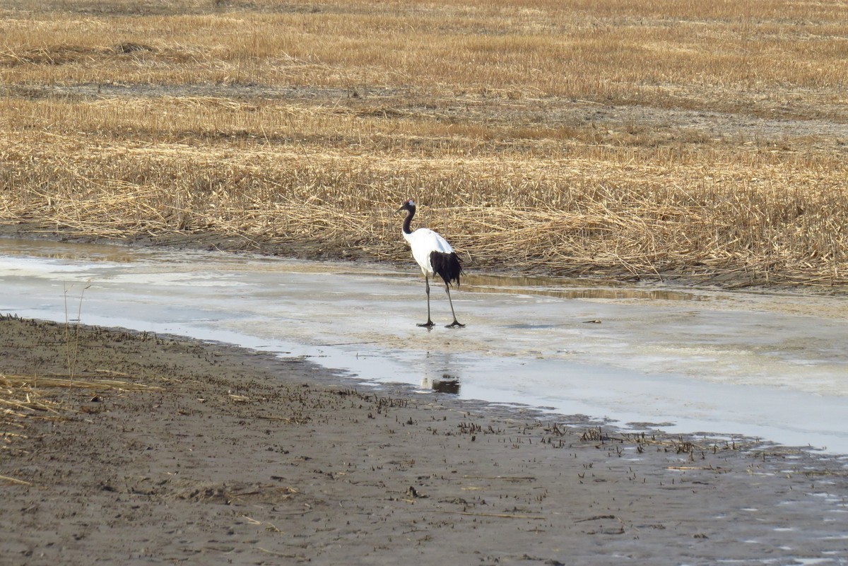 永远角湿地里孤单的丹顶鹤