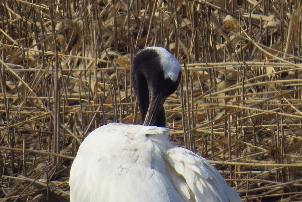永远角湿地里孤单的丹顶鹤