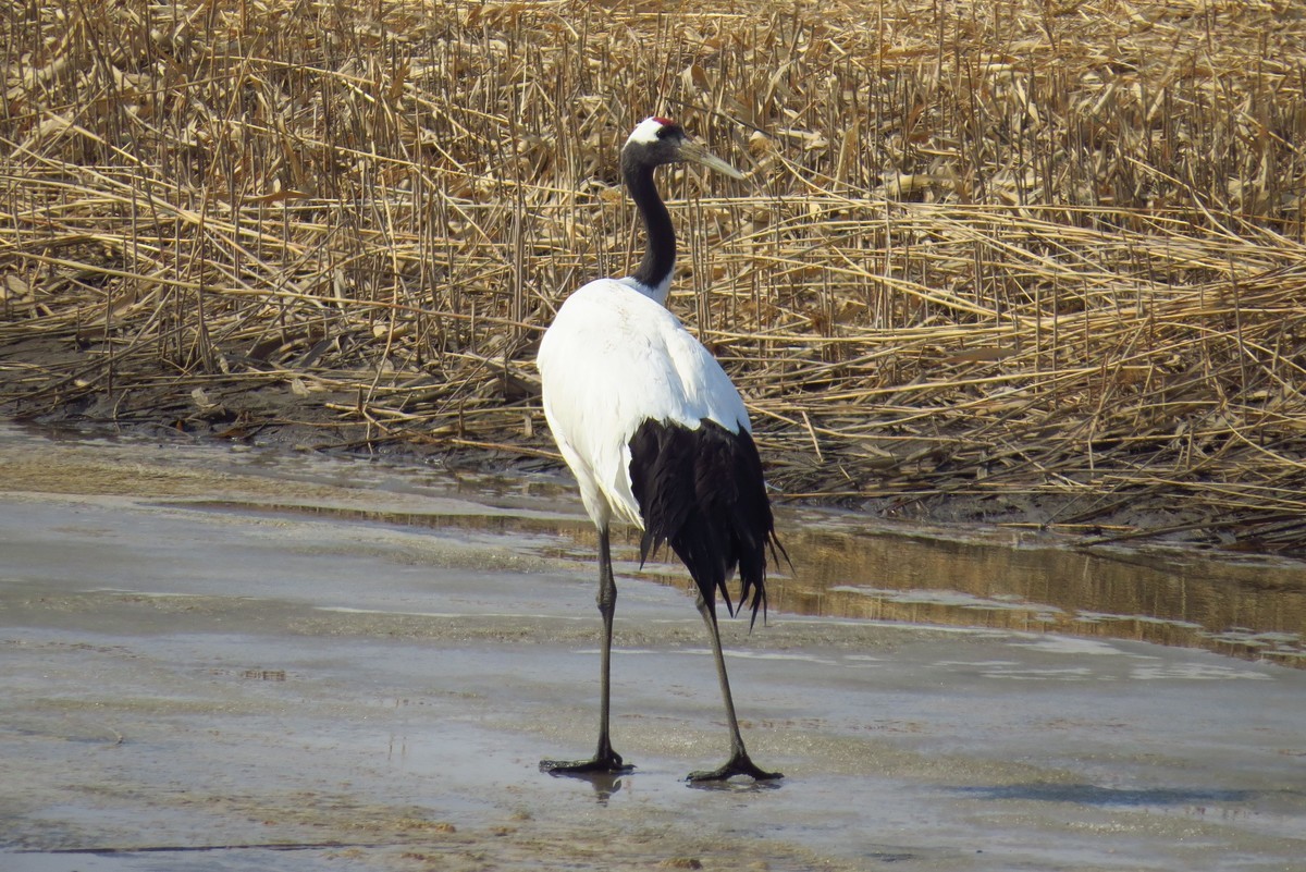 永远角湿地里孤单的丹顶鹤