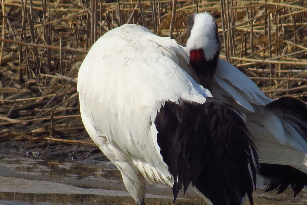 永远角湿地里孤单的丹顶鹤