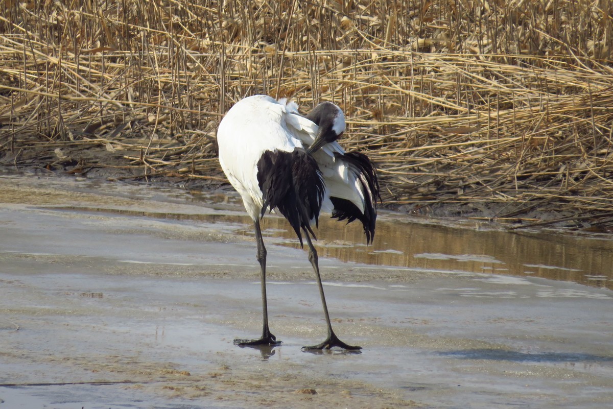 永远角湿地里孤单的丹顶鹤