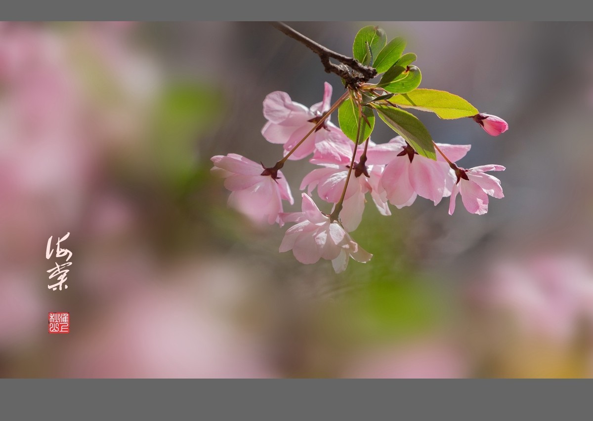 光影海棠花-中关村在线摄影论坛