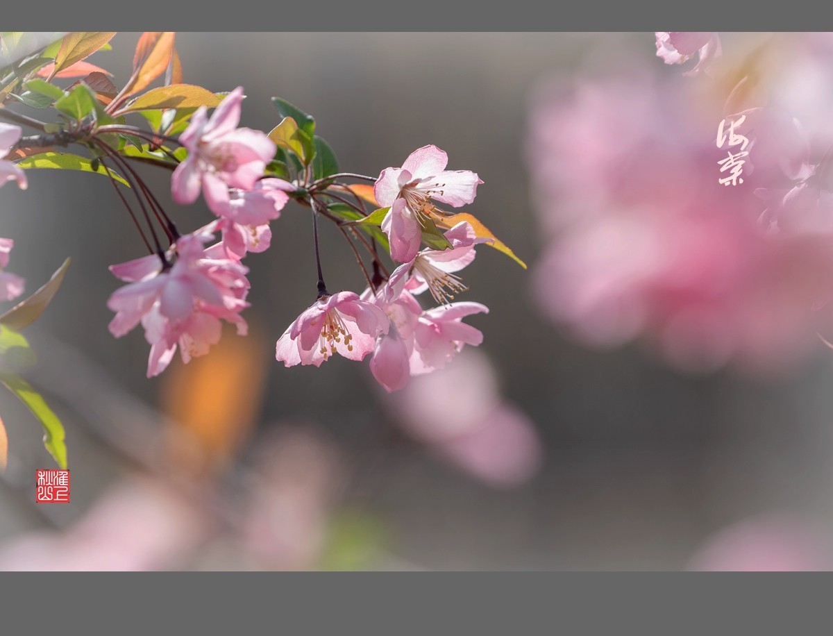 光影海棠花-中关村在线摄影论坛