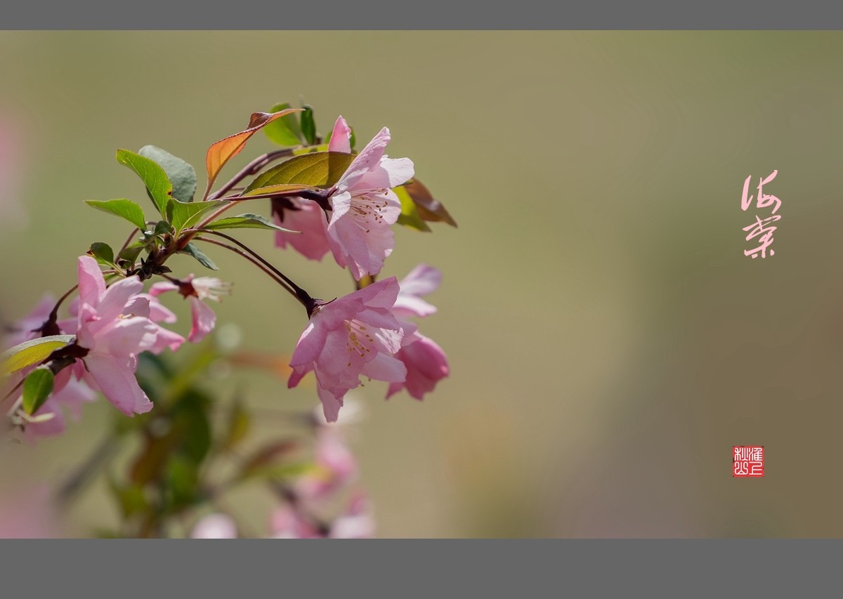 光影海棠花-中关村在线摄影论坛