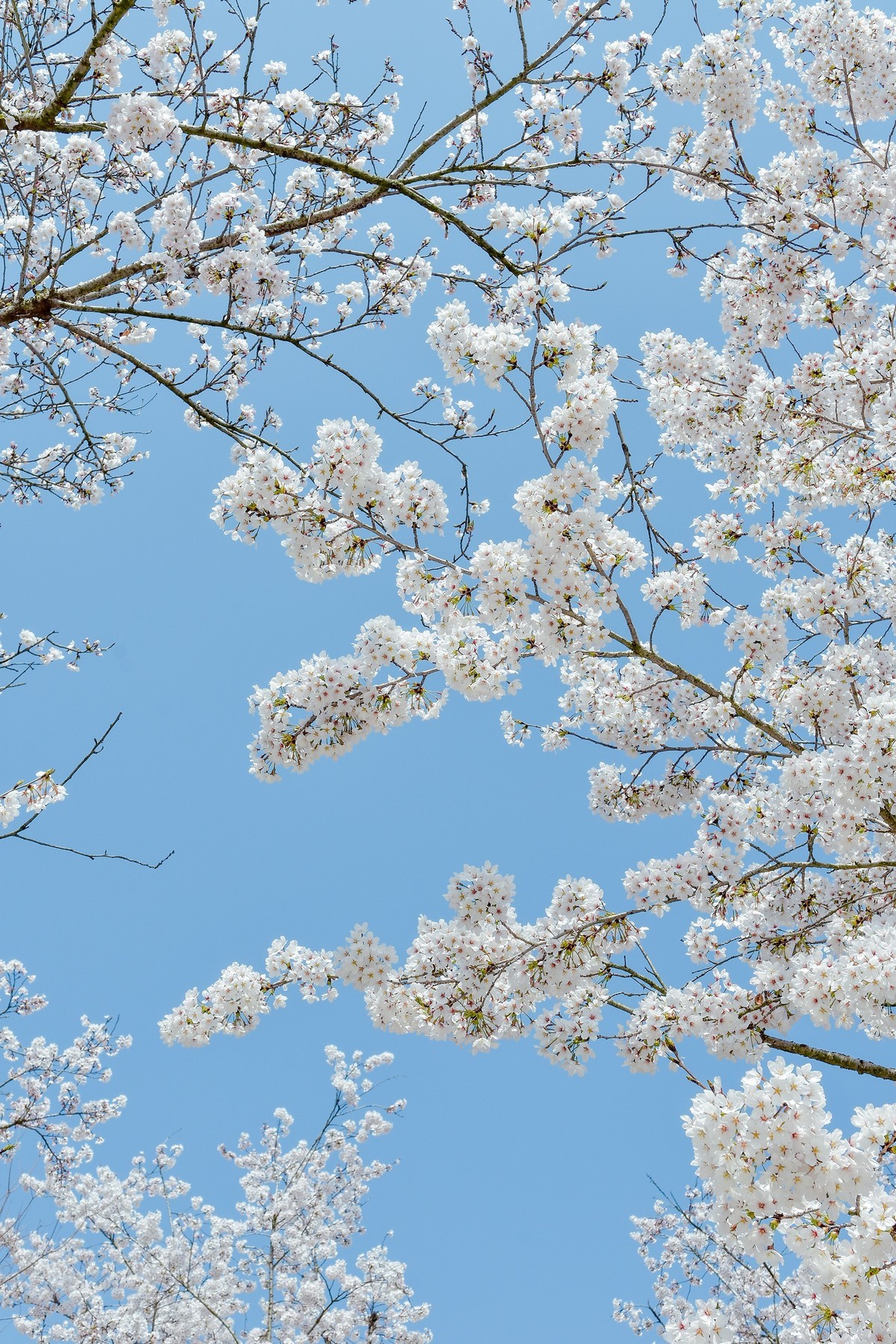 醉美人间四月天