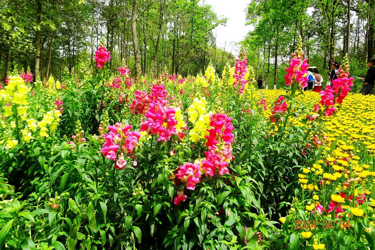 植物园辛勤地园丁