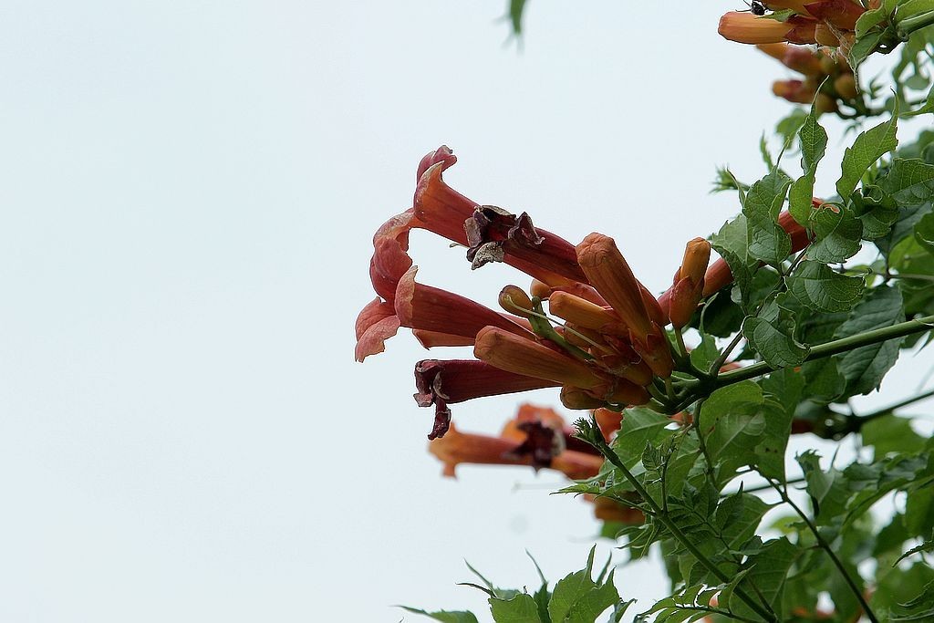 灵宵花=5