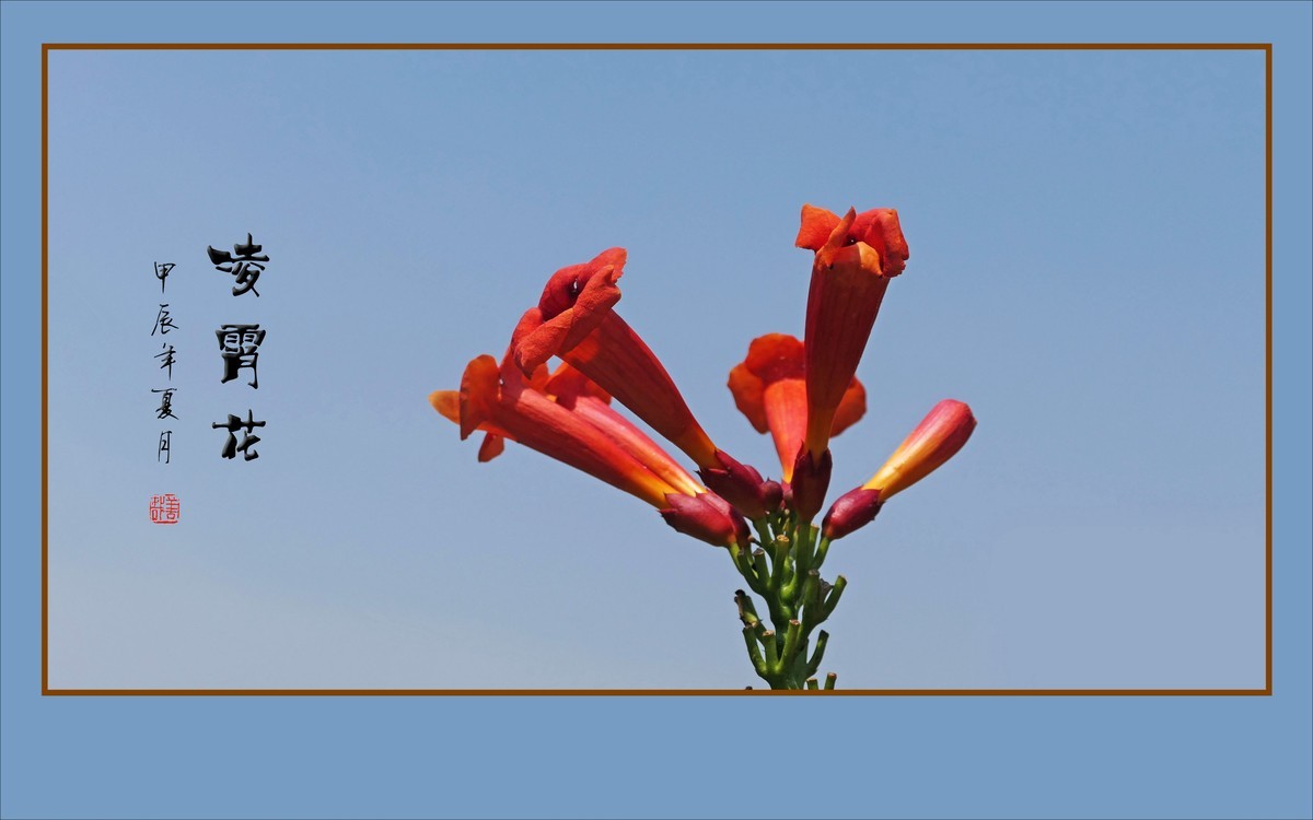 蓝天下火红的凌霄花