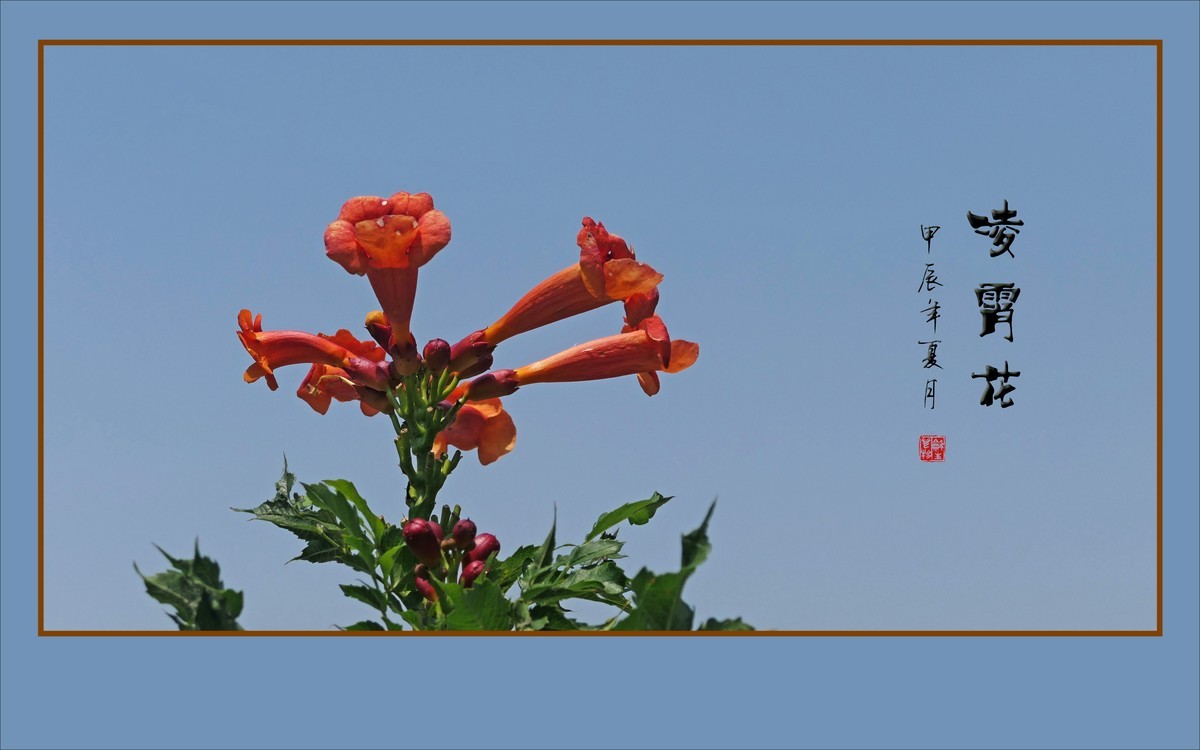 蓝天下火红的凌霄花