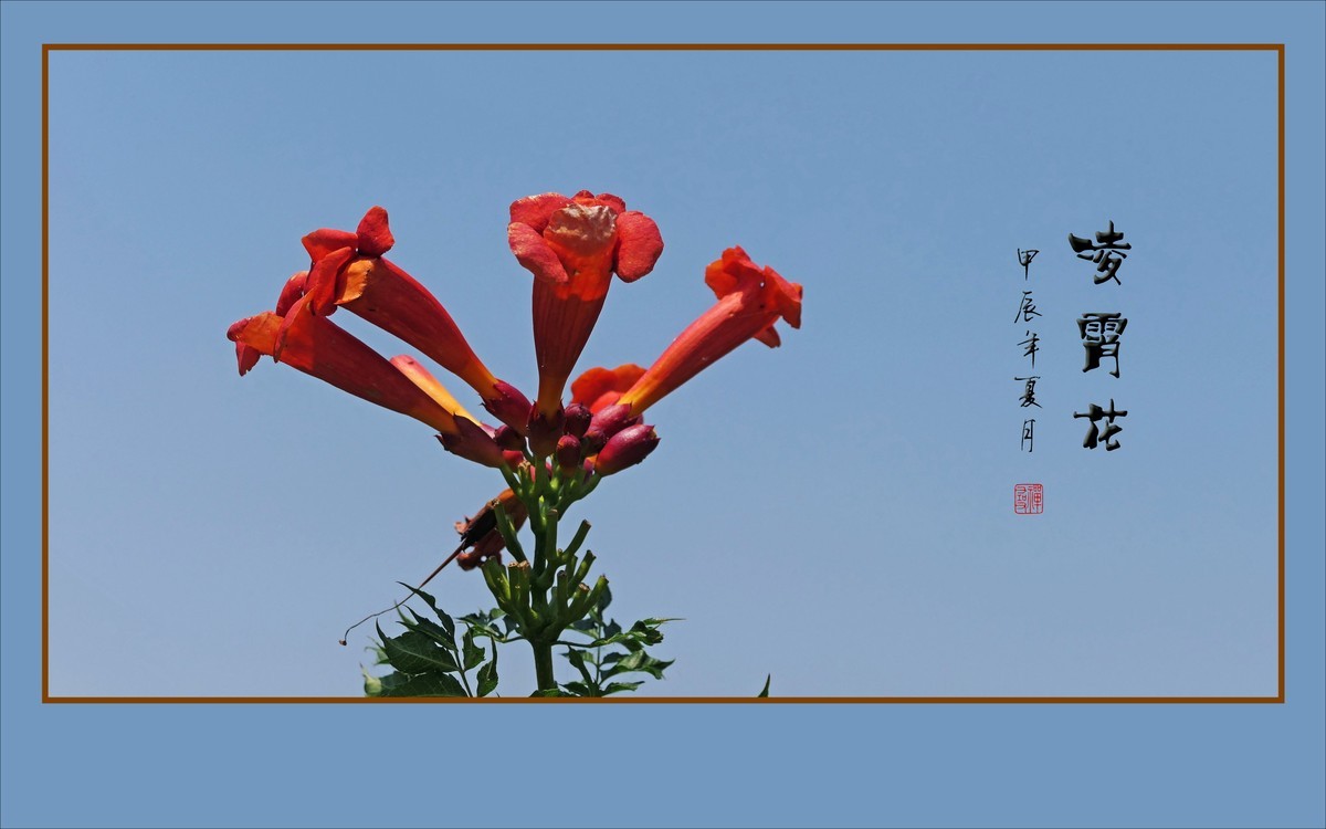蓝天下火红的凌霄花