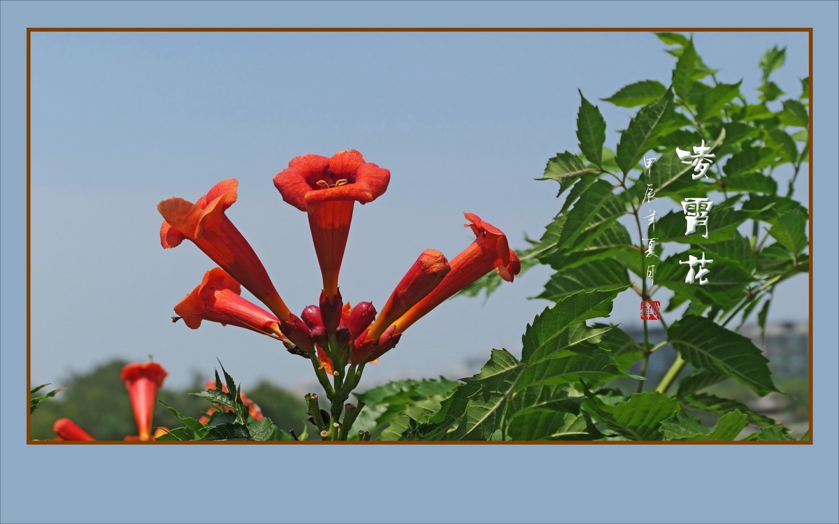 蓝天下火红的凌霄花