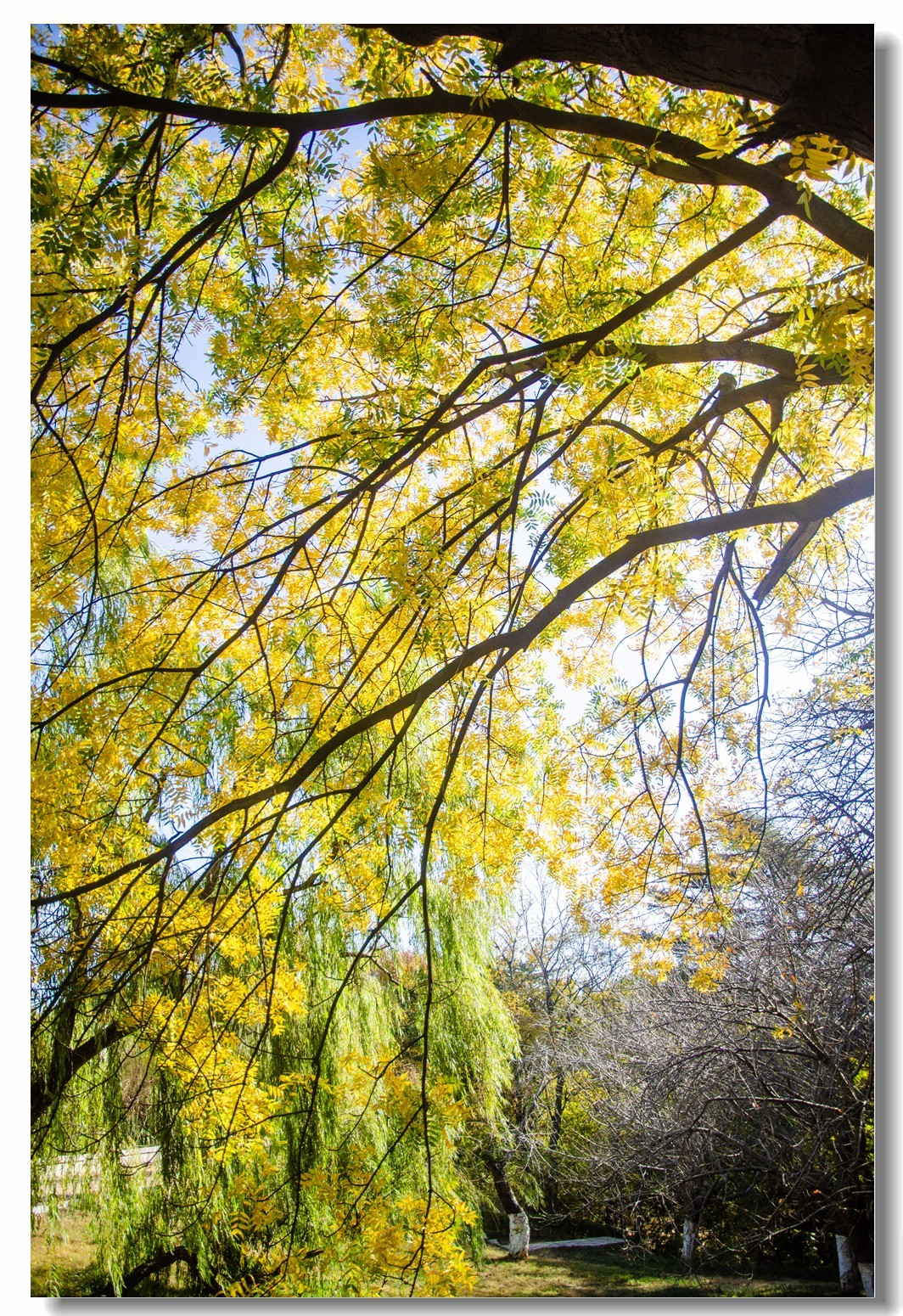 秋色渐浓（四）