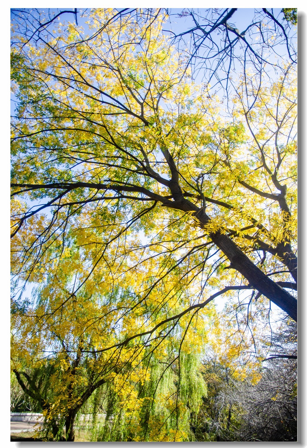 秋色渐浓（四）