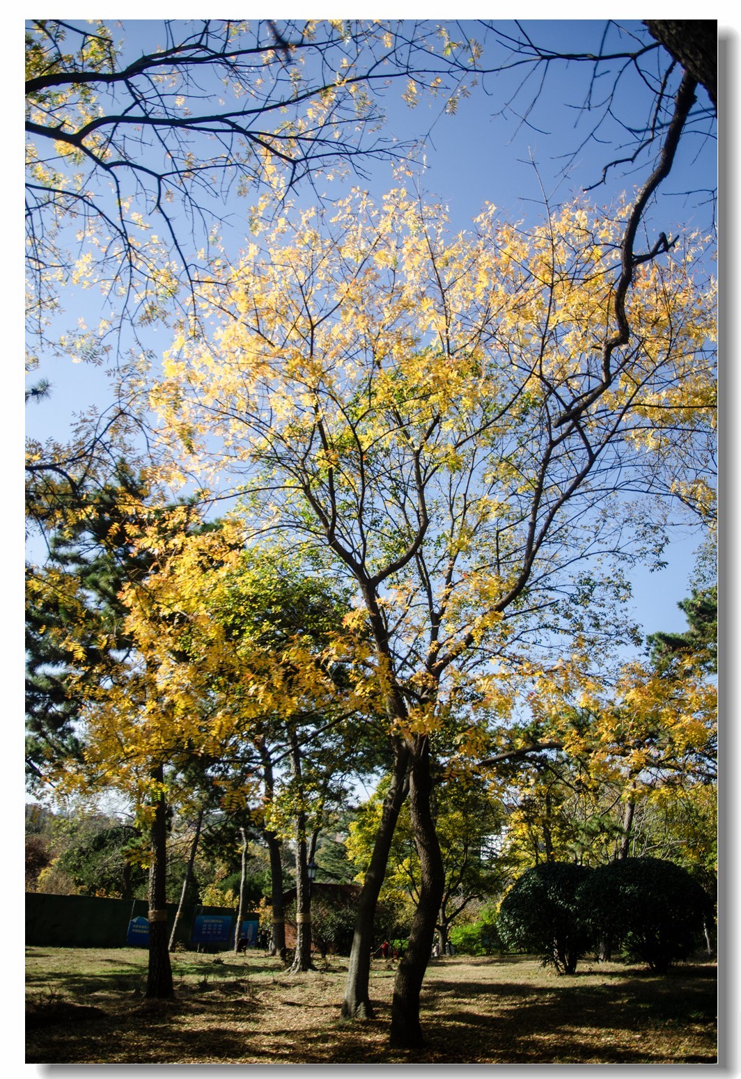 秋色渐浓（四）