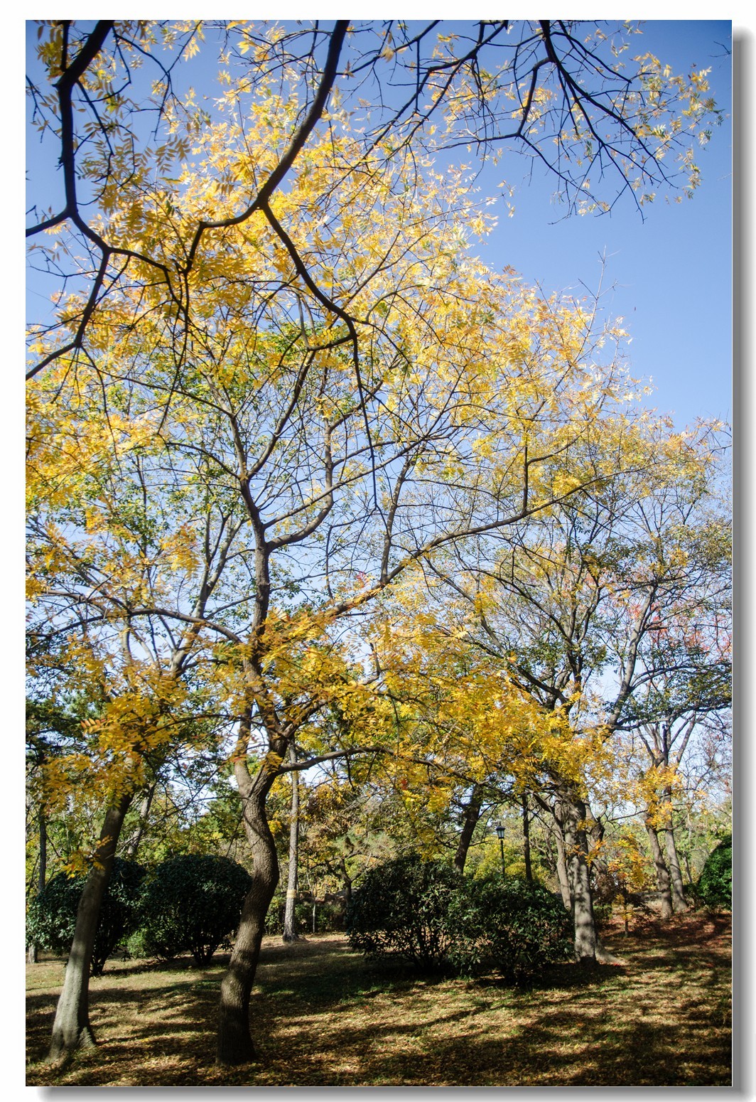 秋色渐浓（四）