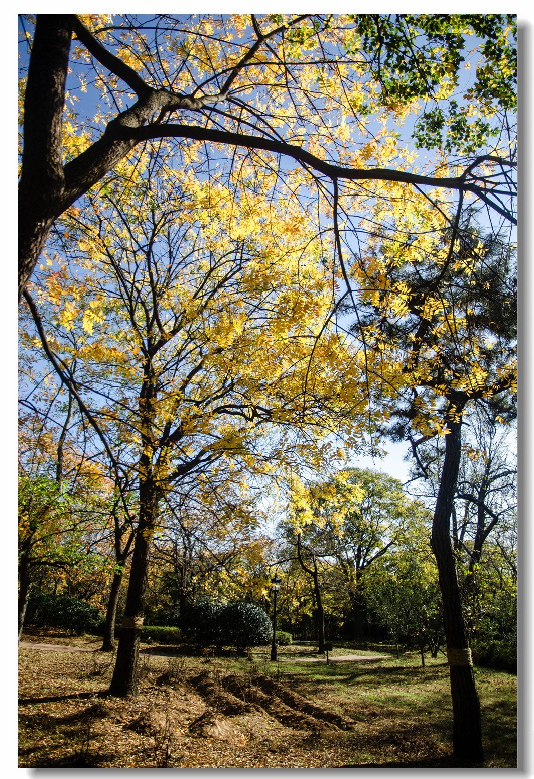 秋色渐浓（四）