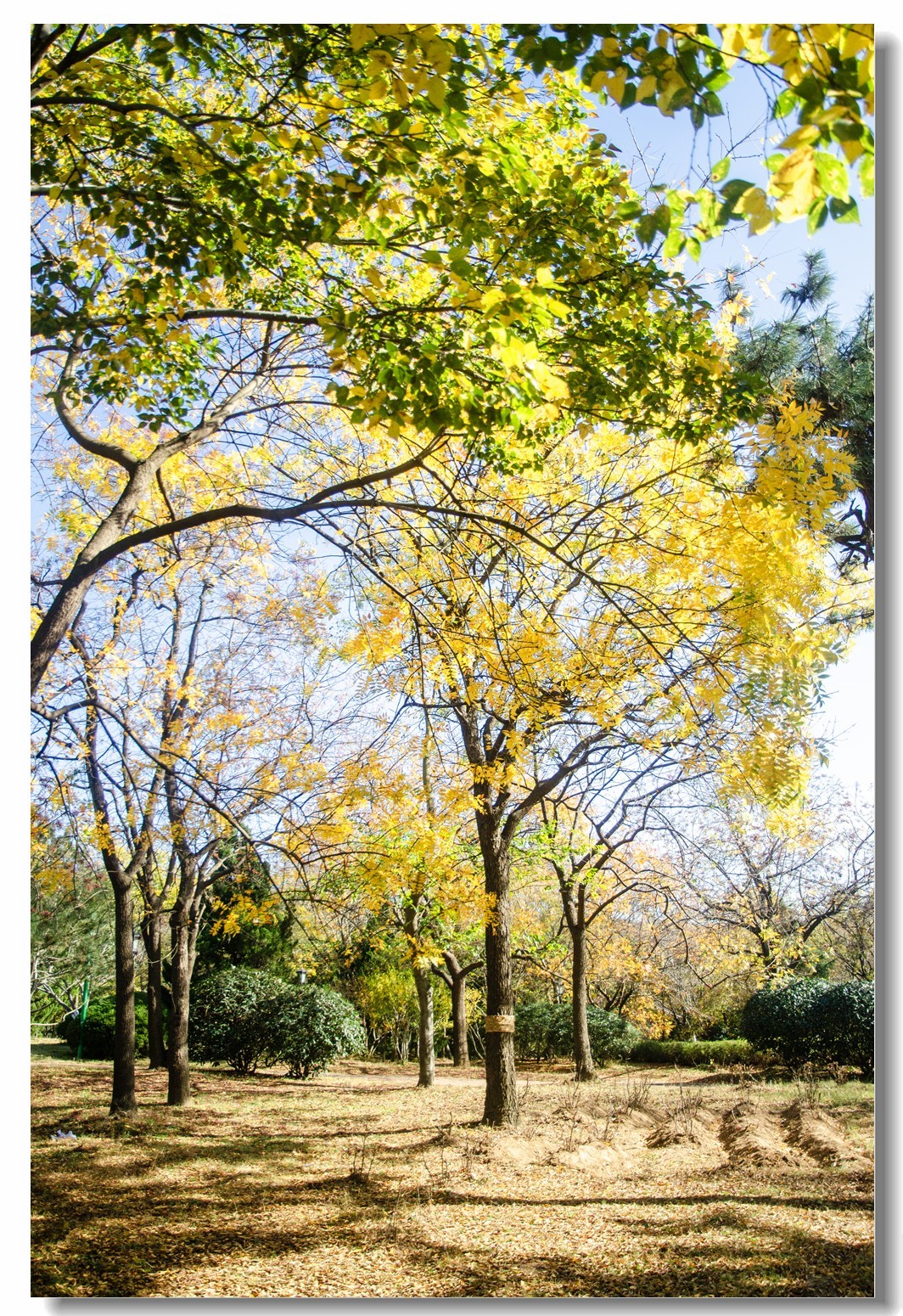 秋色渐浓（四）