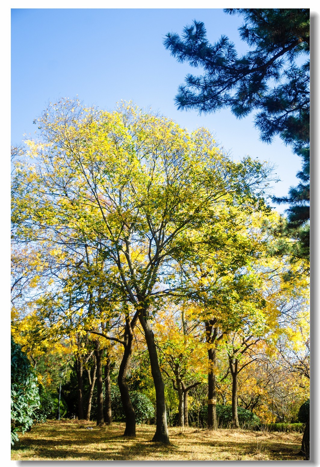 秋色渐浓（四）