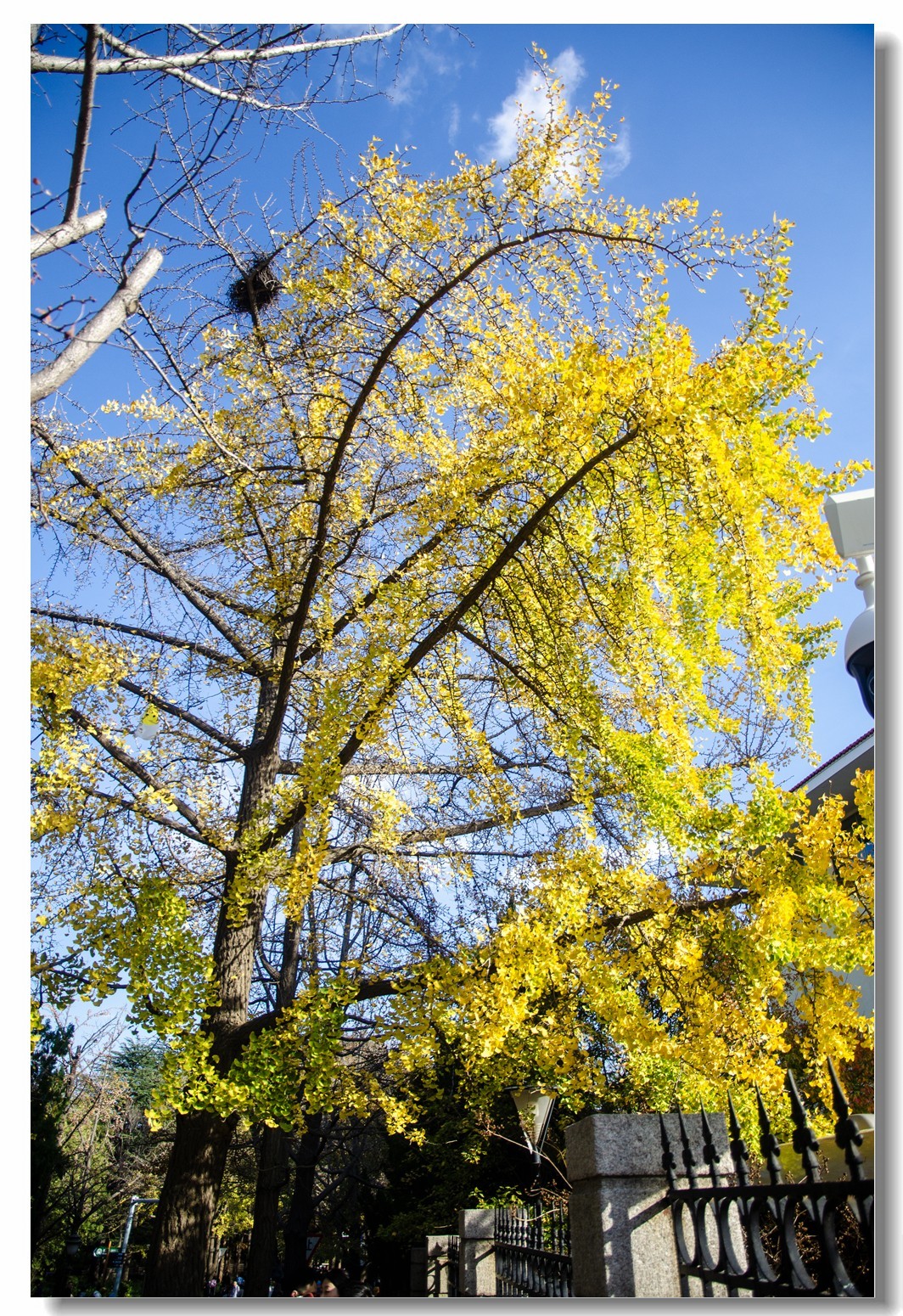 秋色渐浓（四）