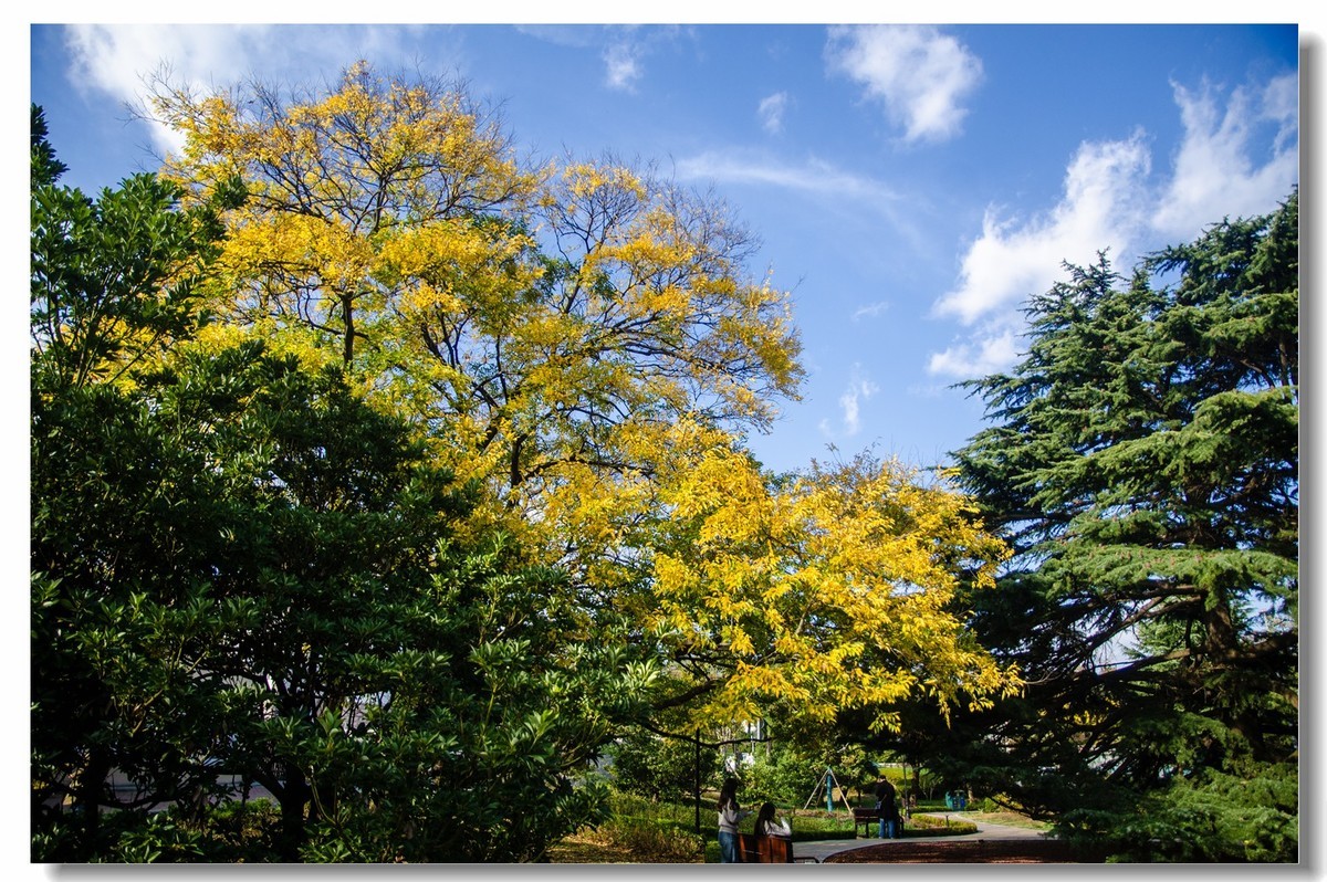 秋色渐浓（四）