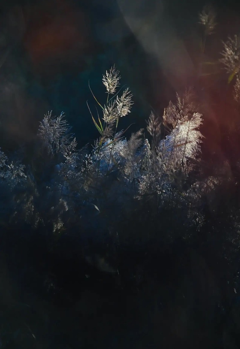 芦苇--长沙芭溪州
