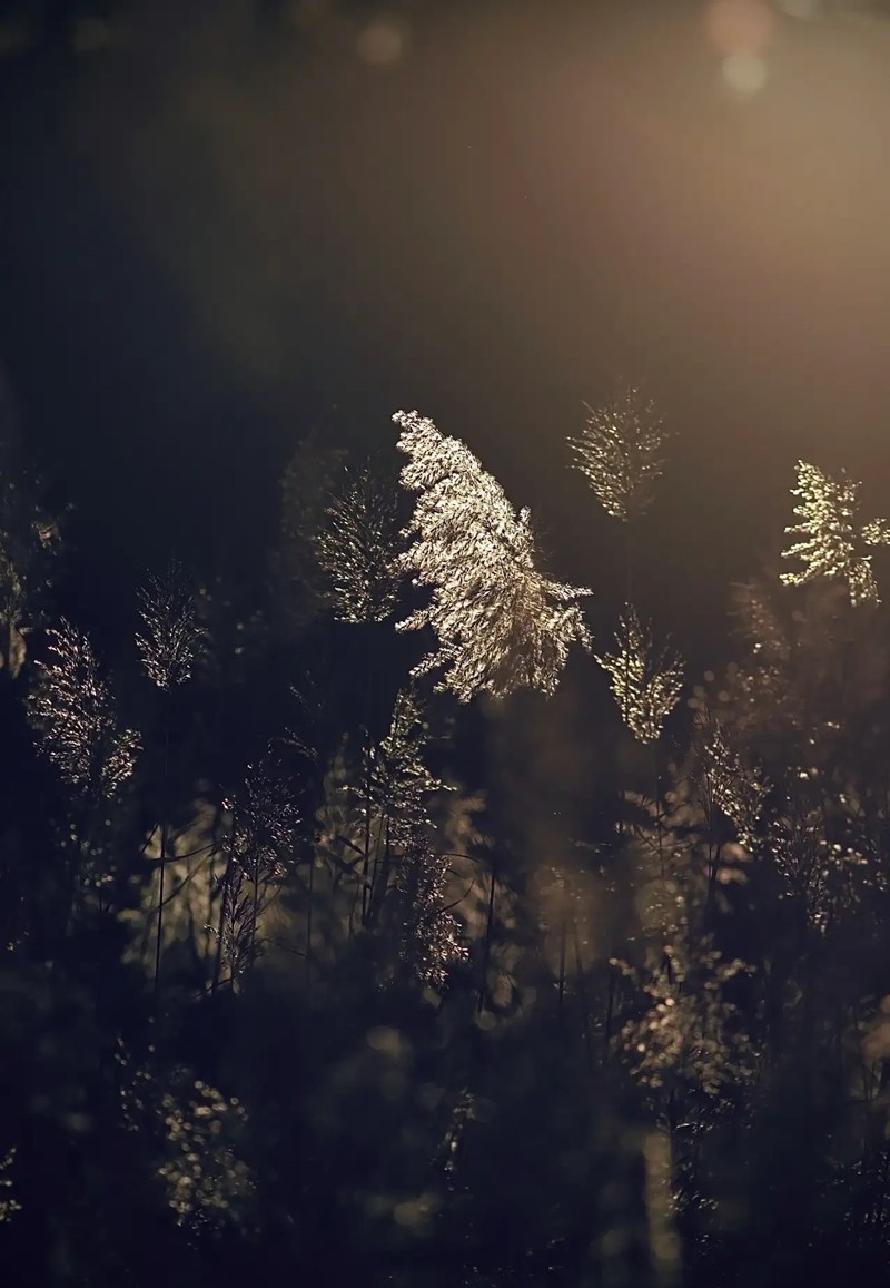 芦苇--长沙芭溪州