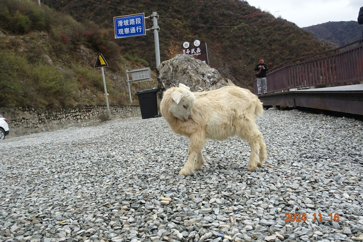 大熊猫国家公园扫描