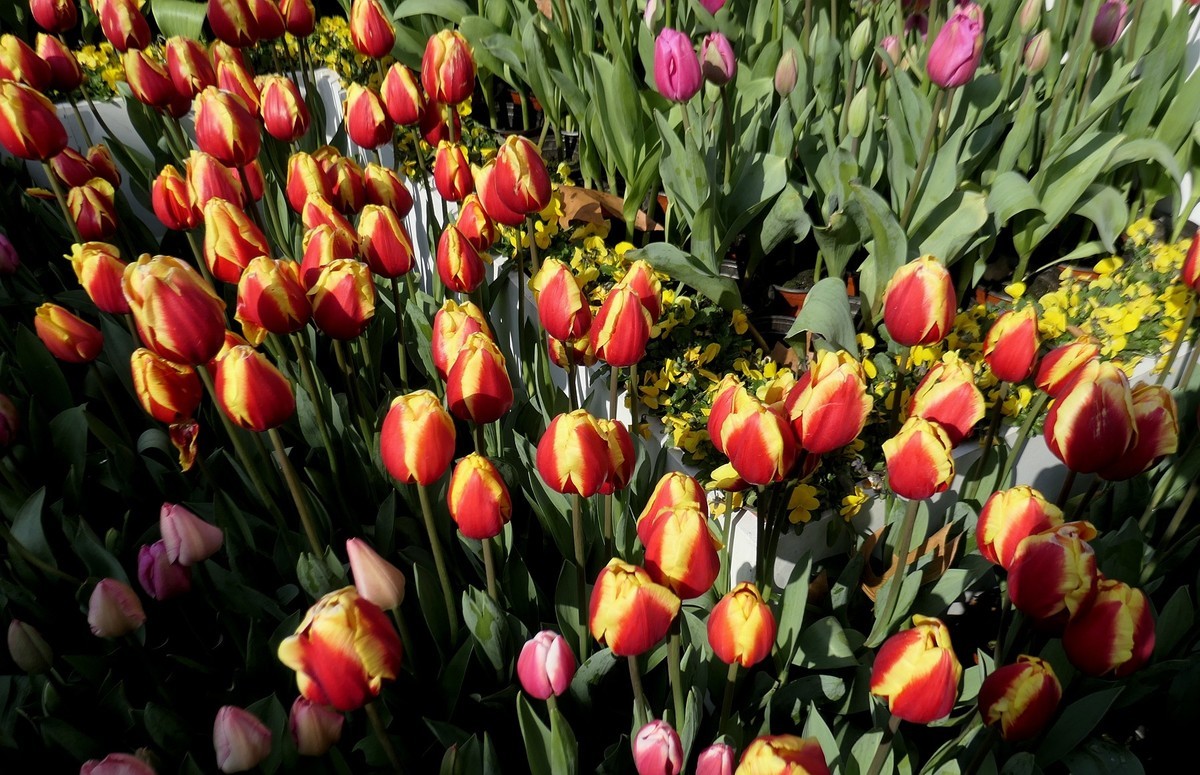 中山公园郁金香