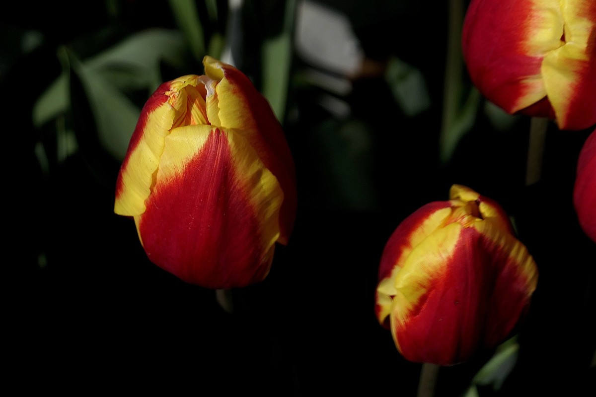 中山公园郁金香