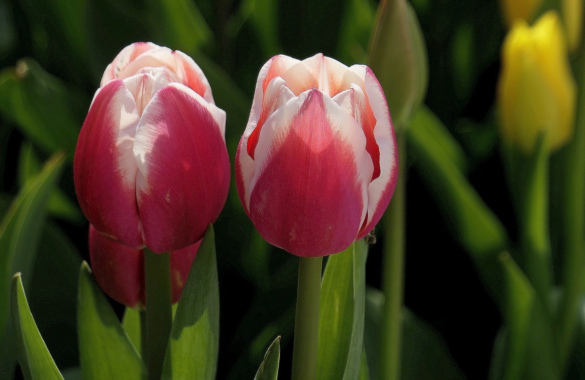 中山公园郁金香